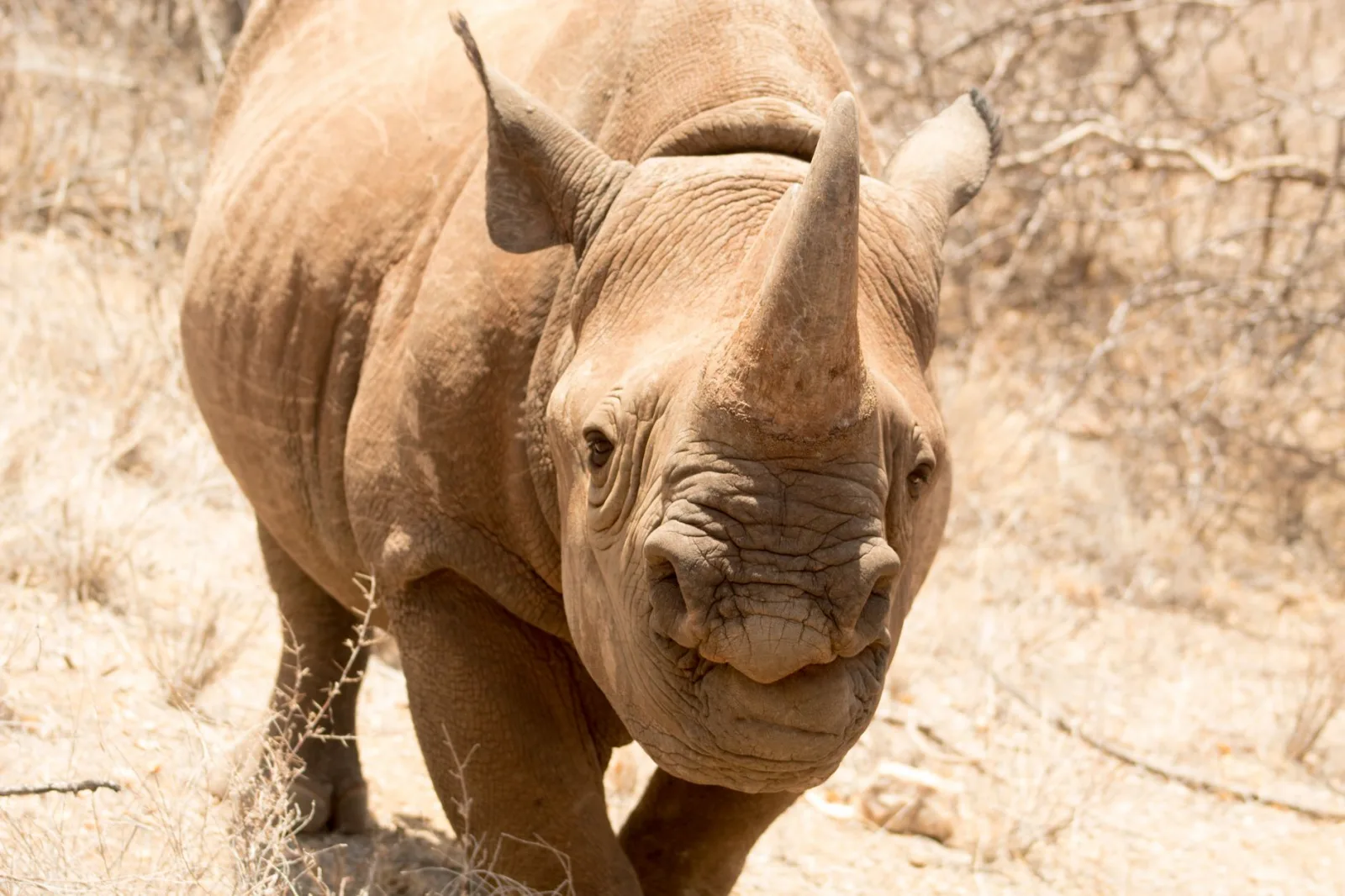 A detailed close-up of an African black rhinoceros, showcasing its horn and rugged texture in a natural setting.