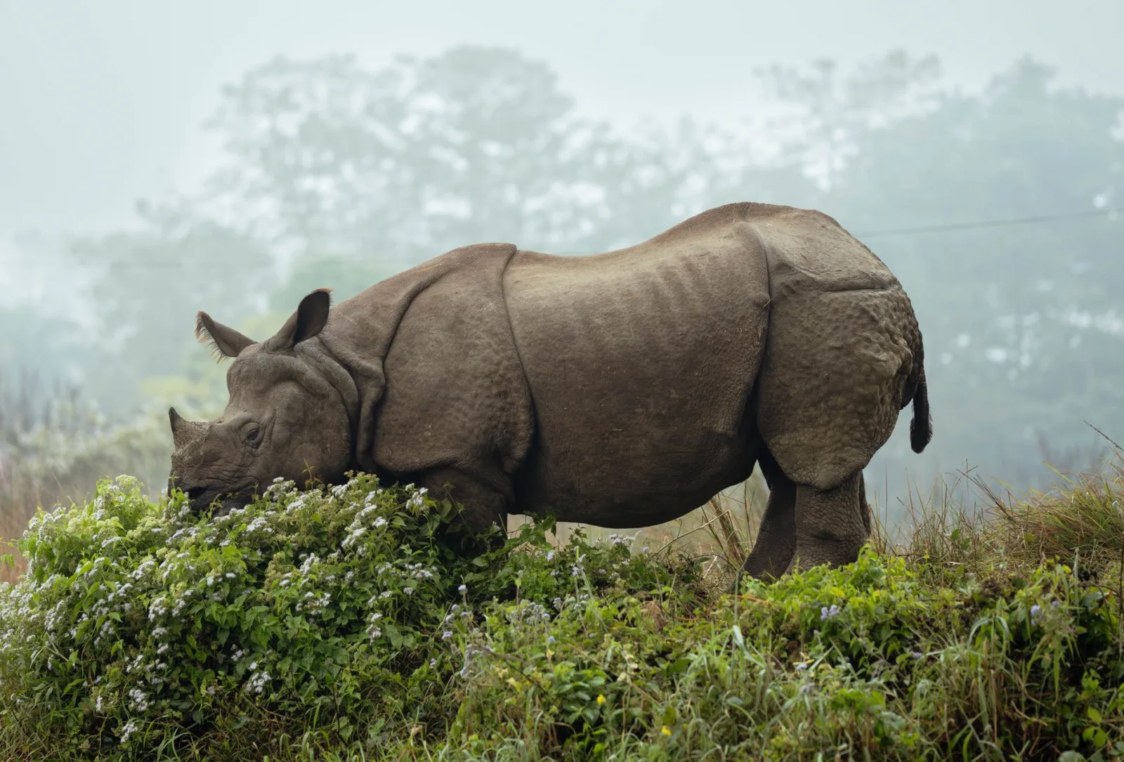 A serene view of a rhinoceros peacefully grazing among lush greenery in the wild.
