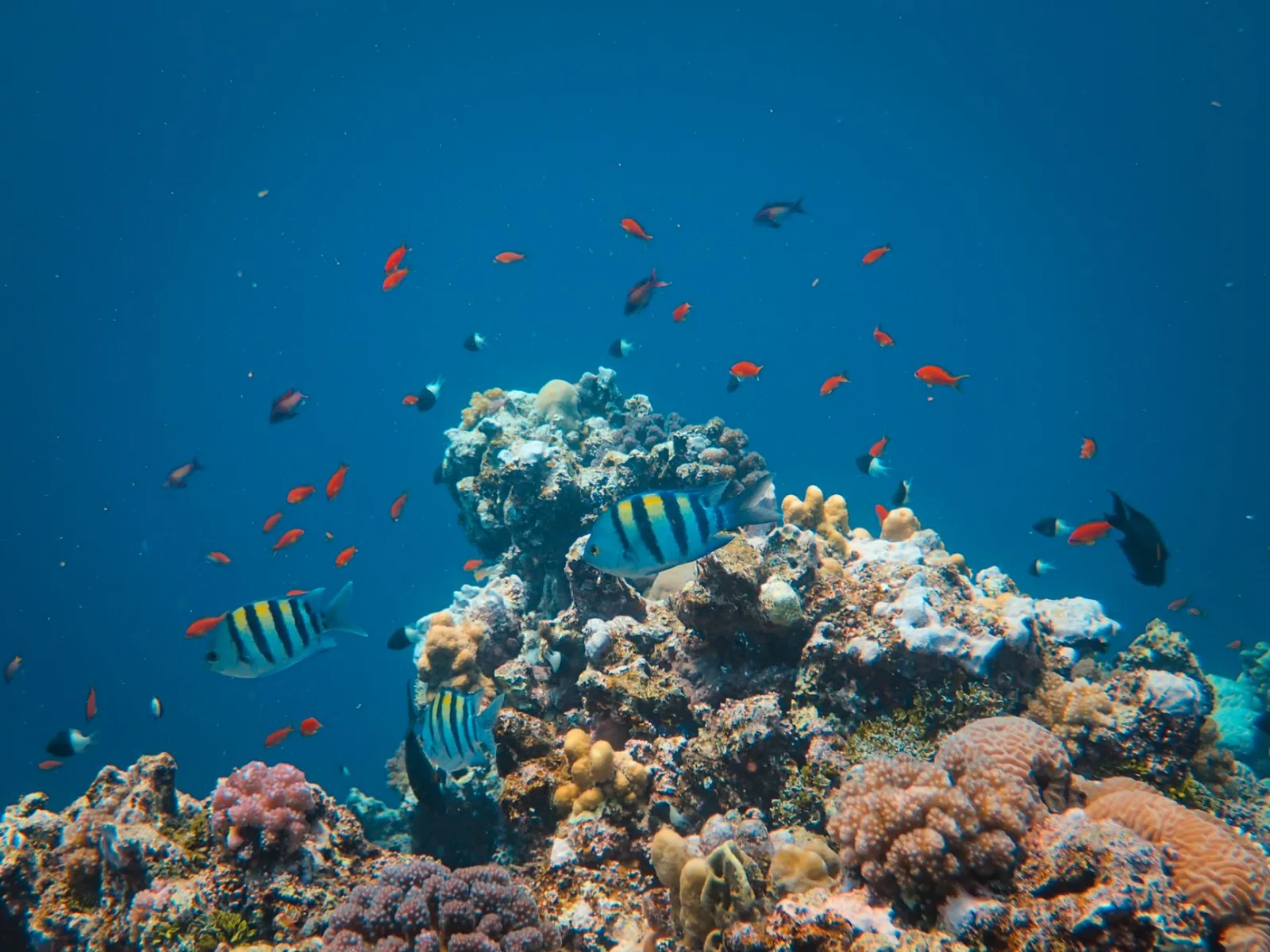 A vivid underwater scene of colorful coral reefs and diverse tropical fish in clear blue water.