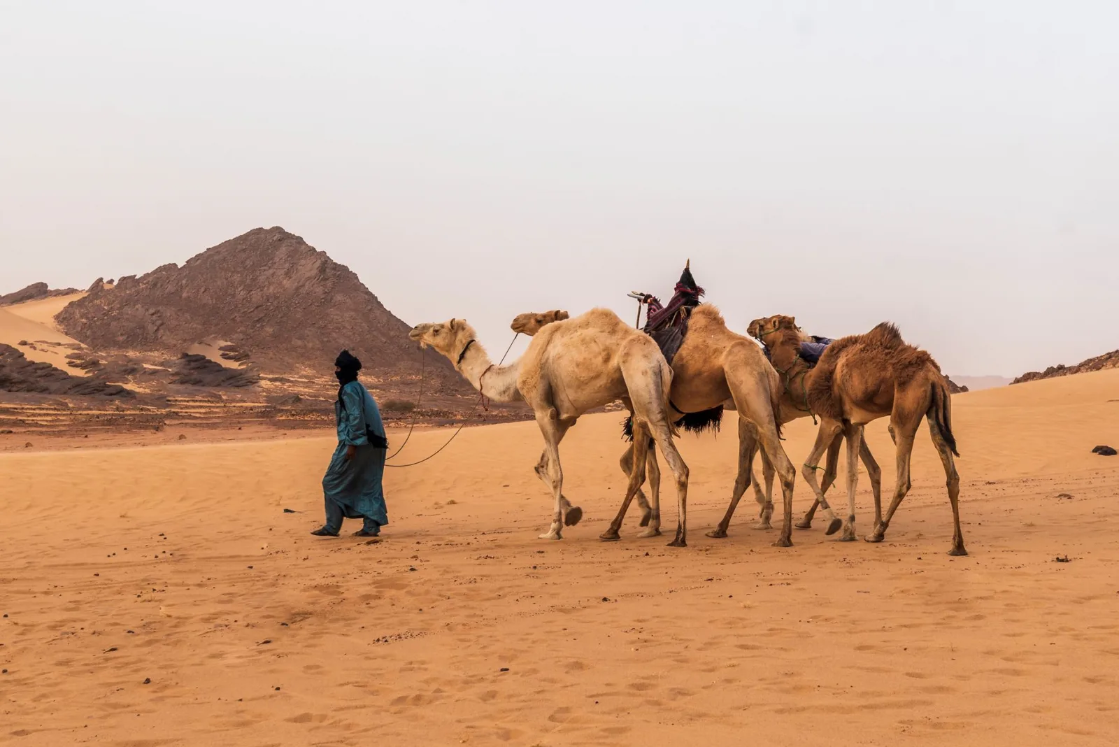 A man leads camels across the stunning desert dunes of Tamanrasset, Algeria.