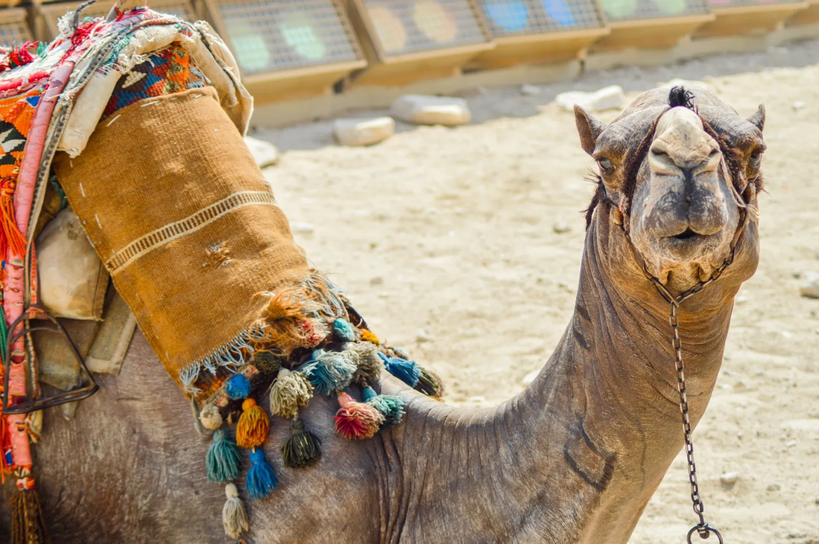 Close-up of a decorated camel standing in the Giza desert, showcasing colorful saddles and tassels.