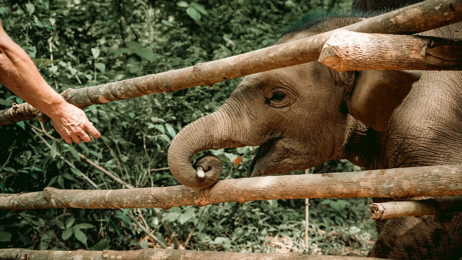 A heartfelt moment between a human and a young elephant through a wooden fence in Luang Prabang, Laos.