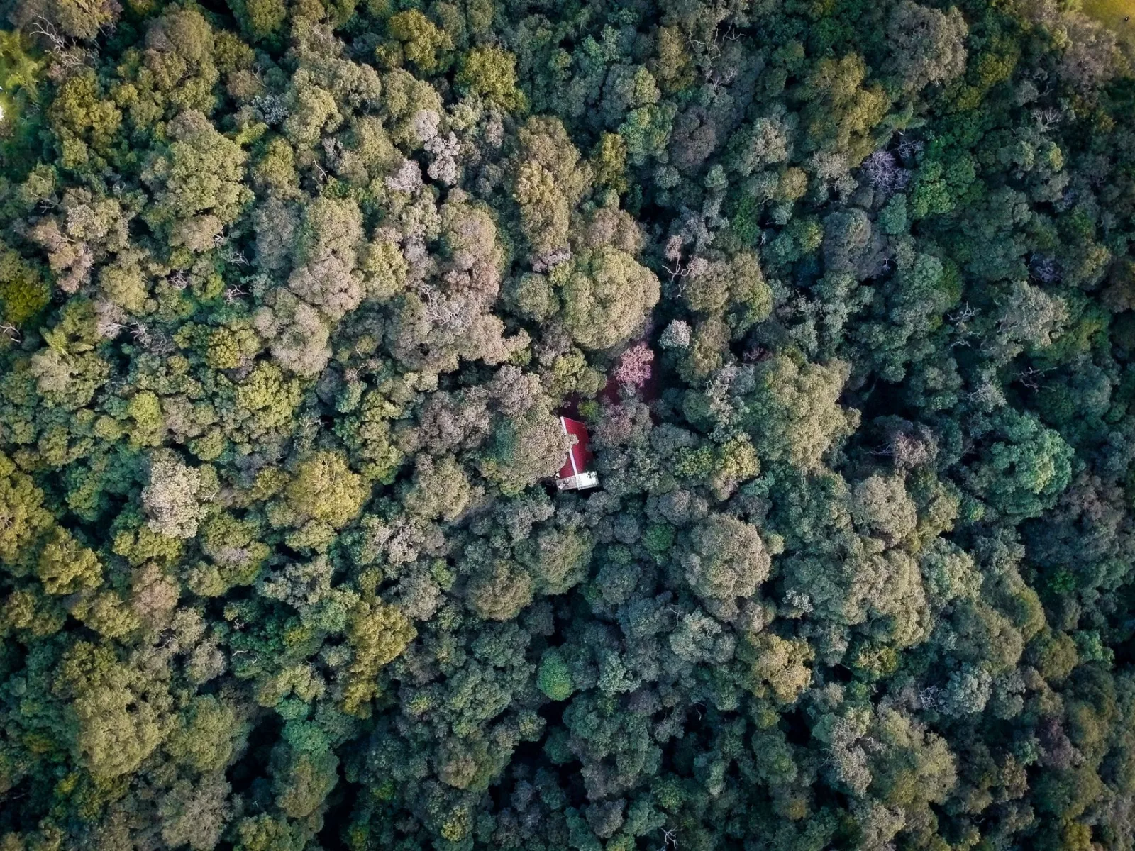 A remote cabin nestled within a lush forest canopy viewed from above.
