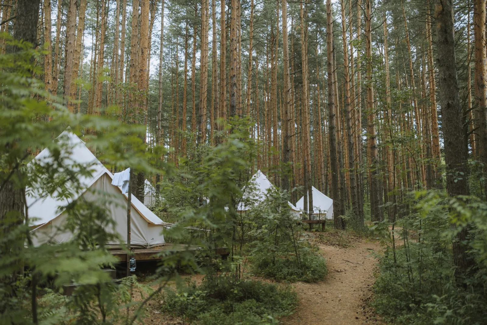 Experience tranquility with tents amidst a lush forest ideal for nature lovers.
