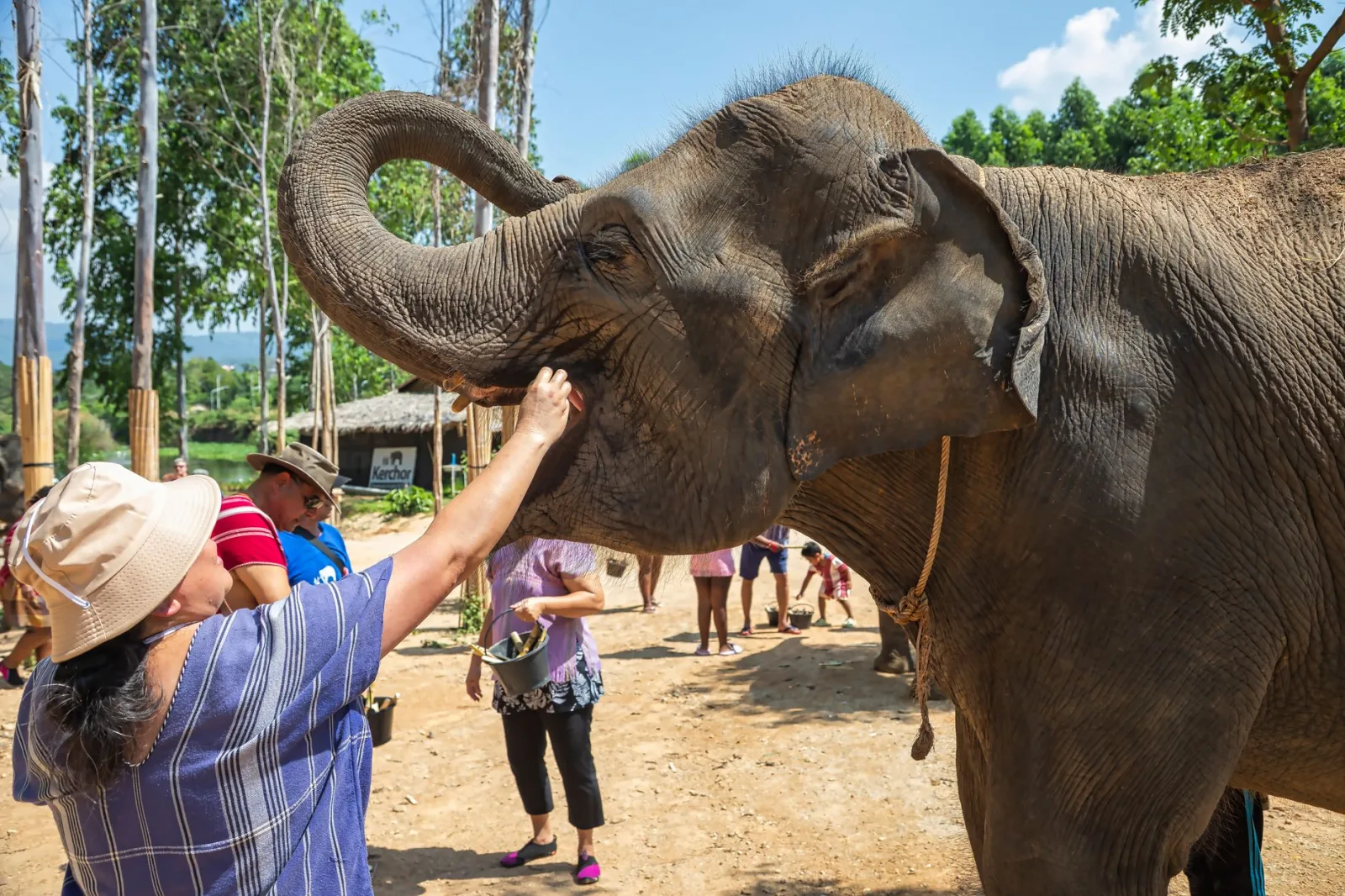 Tourist interacting with an elephant at a sanctuary in Phuket, Thailand.