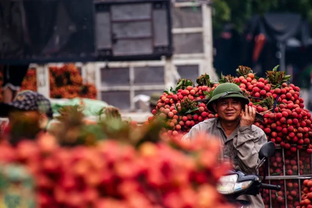 A farmer with a lychee harvest, showcasing Bac Giang's vibrant agricultural life.