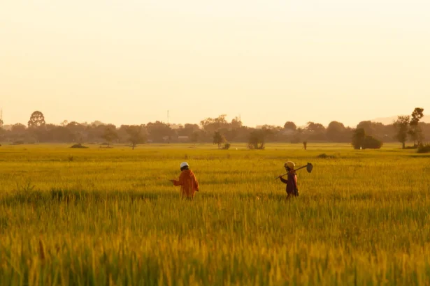 Two workers in a field during twilight, capturing the essence of rural farming life.