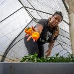 Female farmer picking orange bell peppers in a greenhouse. Sustainable agriculture and organic farming concept.