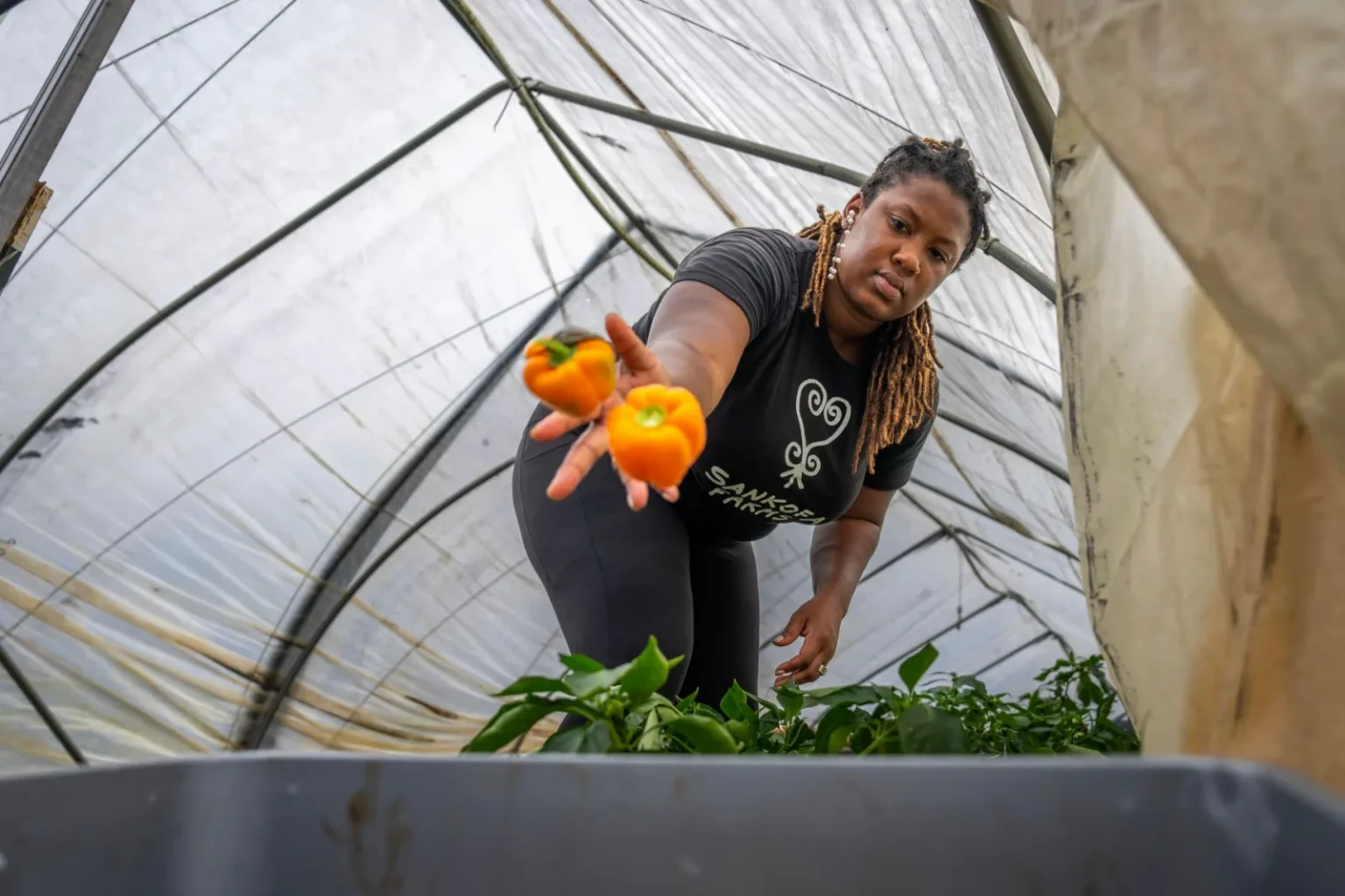 Female farmer picking orange bell peppers in a greenhouse. Sustainable agriculture and organic farming concept.