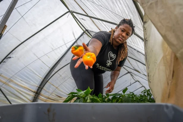 Female farmer picking orange bell peppers in a greenhouse. Sustainable agriculture and organic farming concept.