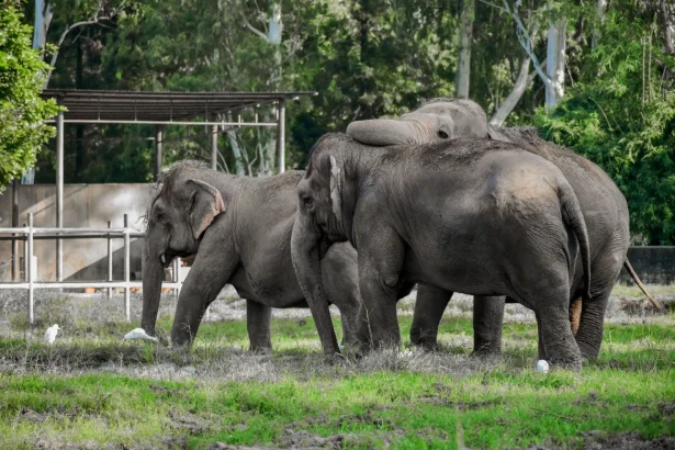 Three Asian elephants standing together in a zoo enclosure surrounded by greenery.