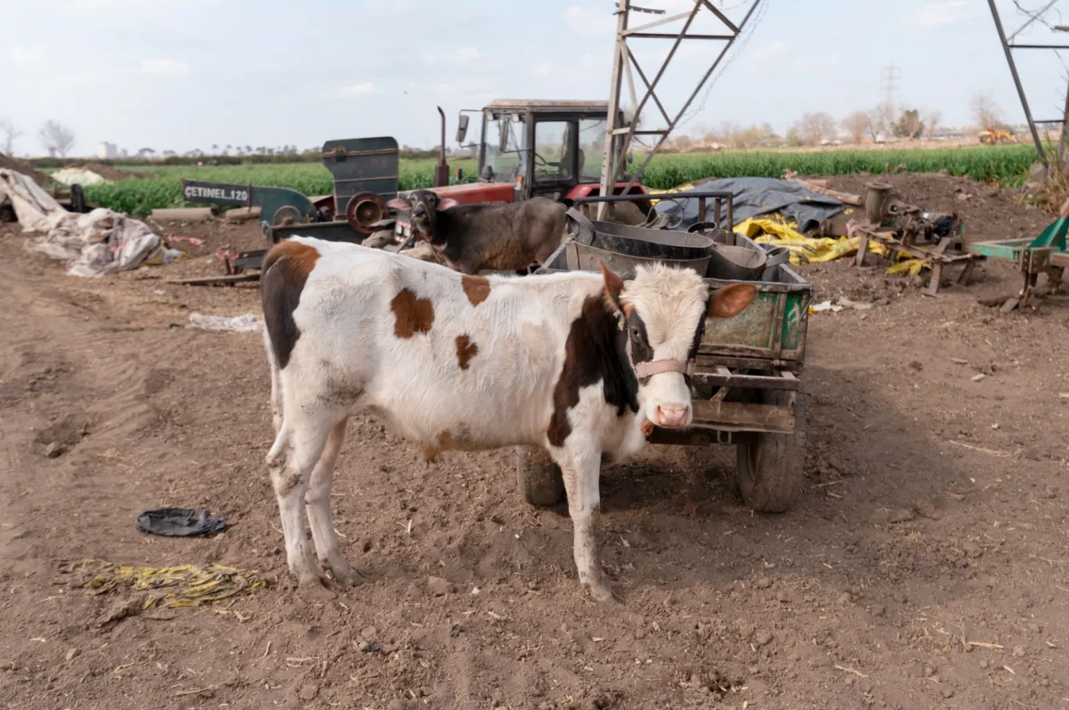 Holstein cow beside farm equipment in a rural landscape, showcasing agricultural life.