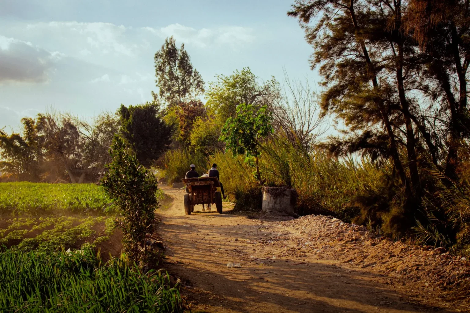 A serene village scene in Al Gharbiyah, Egypt, capturing a rural pathway and sunset beauty.