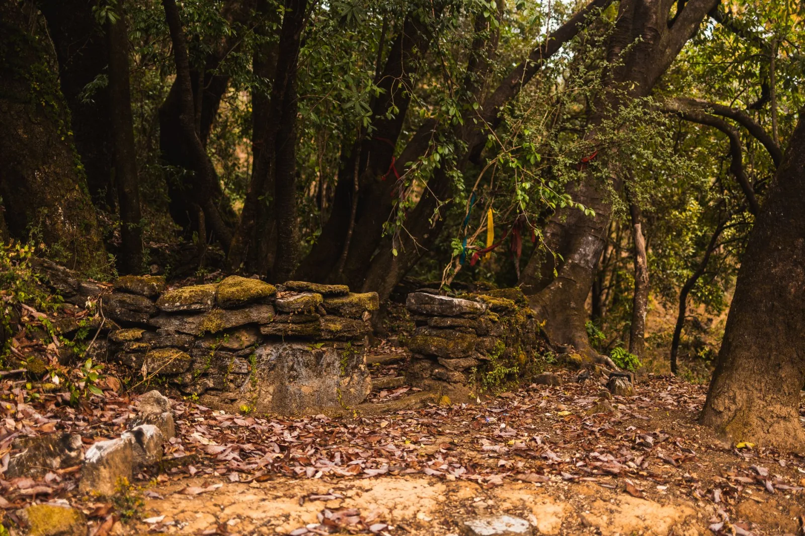 A serene forest landscape in Uttarakhand with a moss-covered stone structure and lush greenery.