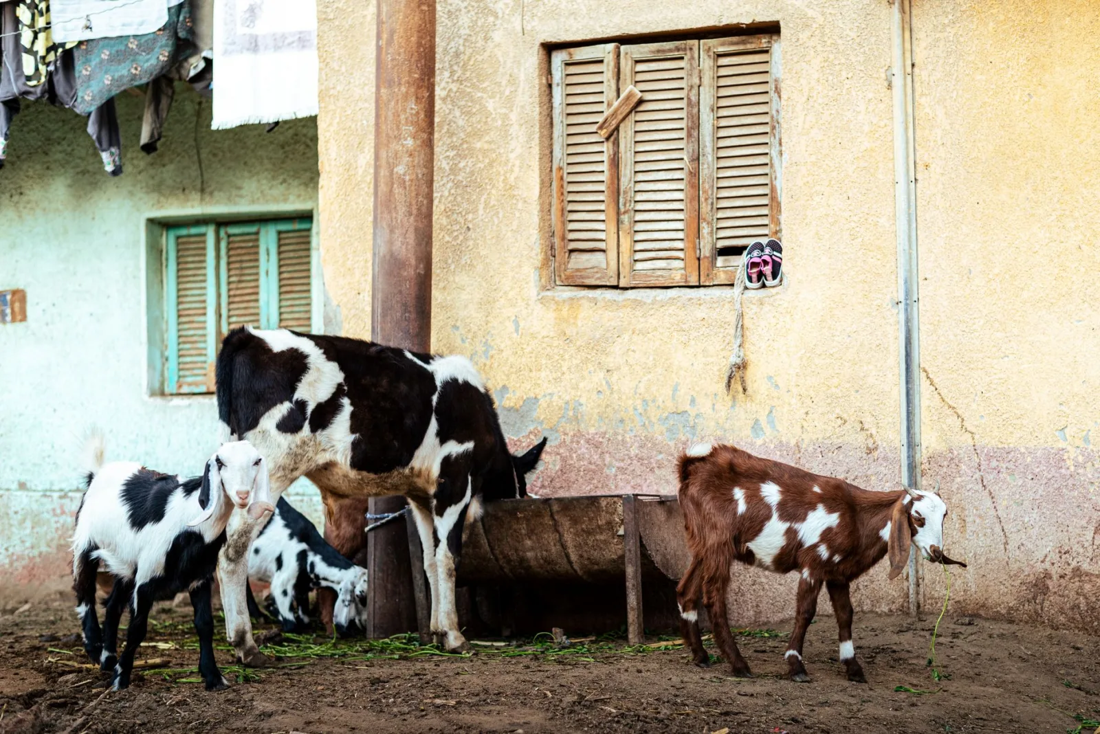 Goats feeding near a rustic wall in rural Egypt, showcasing everyday farm life.