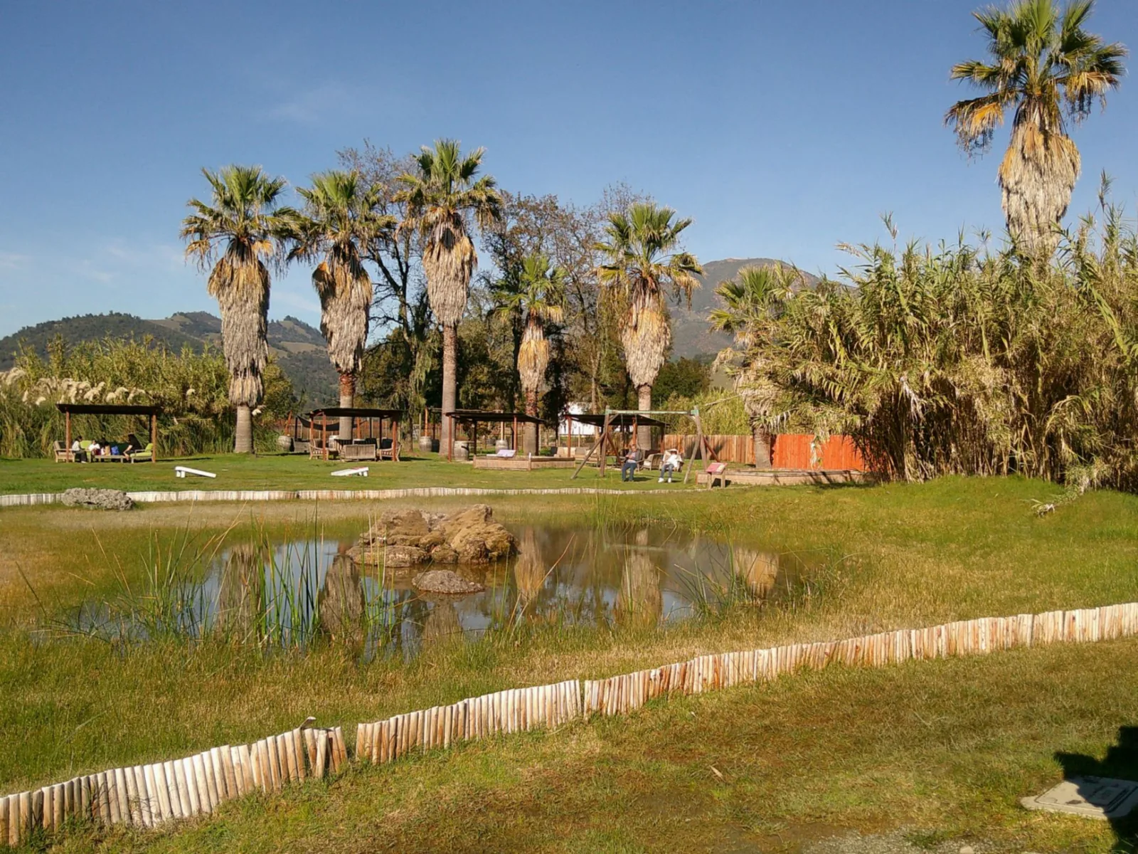 Tranquil outdoor oasis featuring palms and a serene pond, perfect for relaxation.