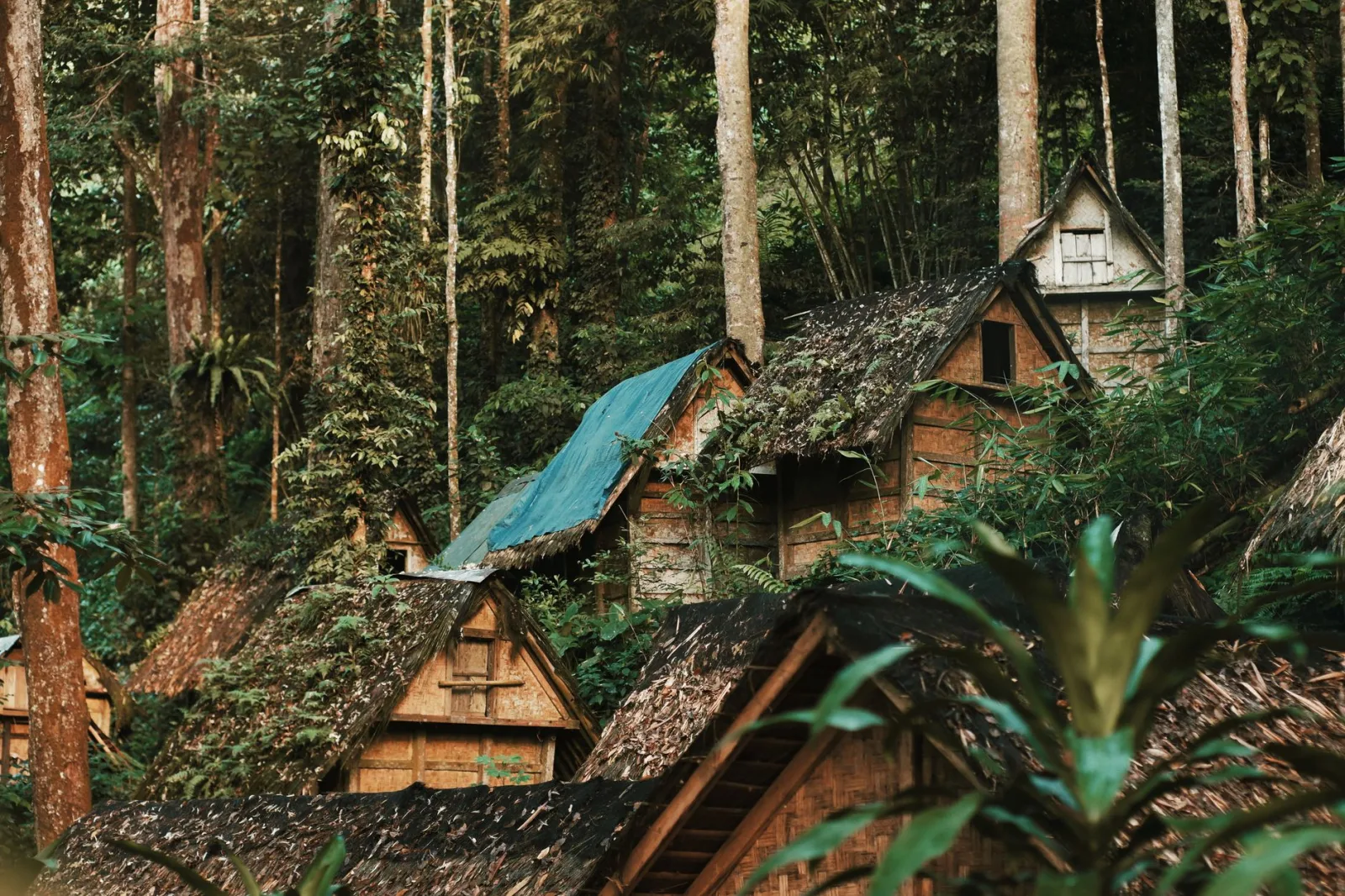 Rustic bamboo huts nestled in lush Banten rainforest, showcasing traditional Indonesian architecture.