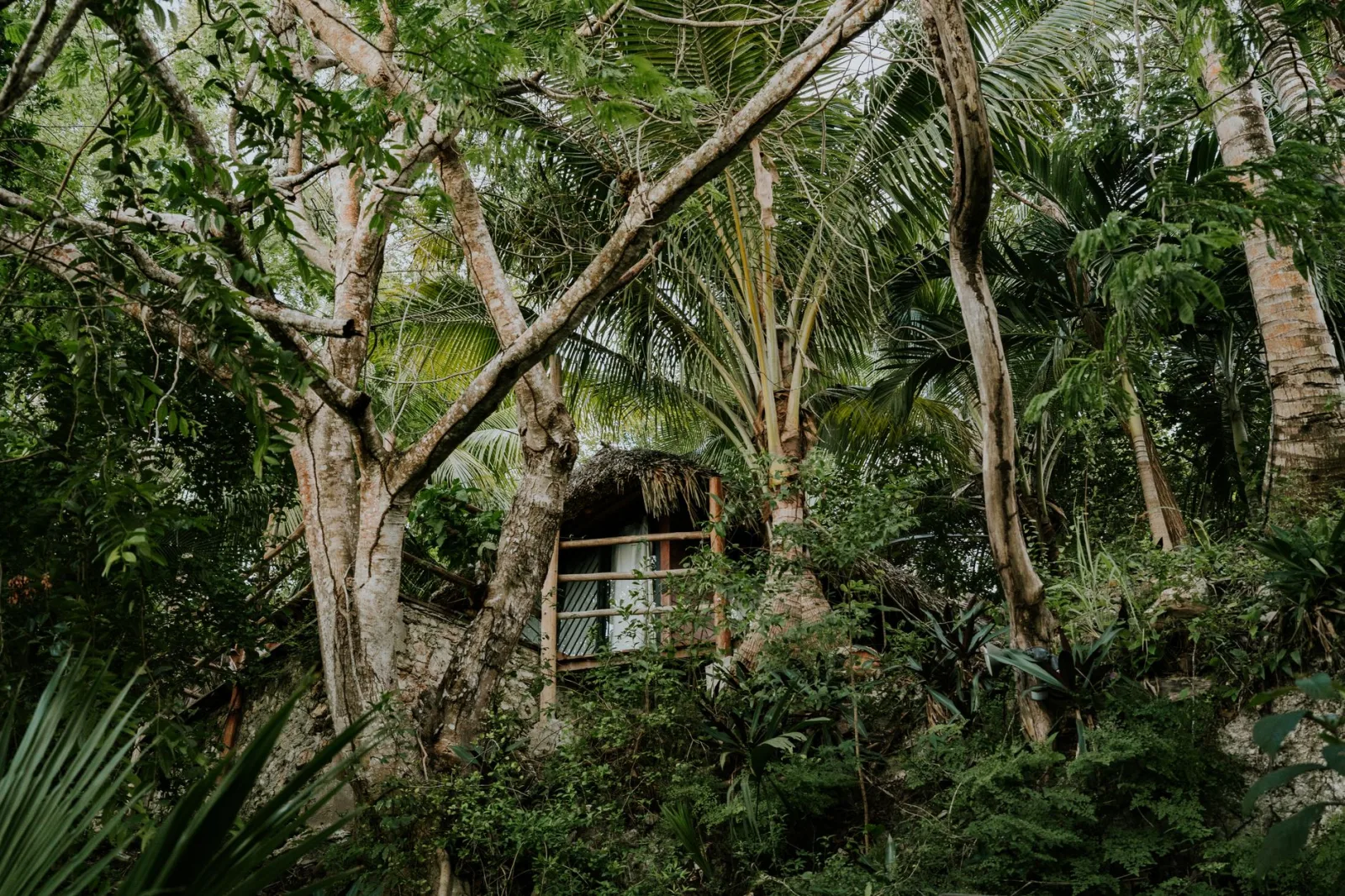 A rustic house nestled amidst dense tropical greenery, offering a serene and secluded setting.