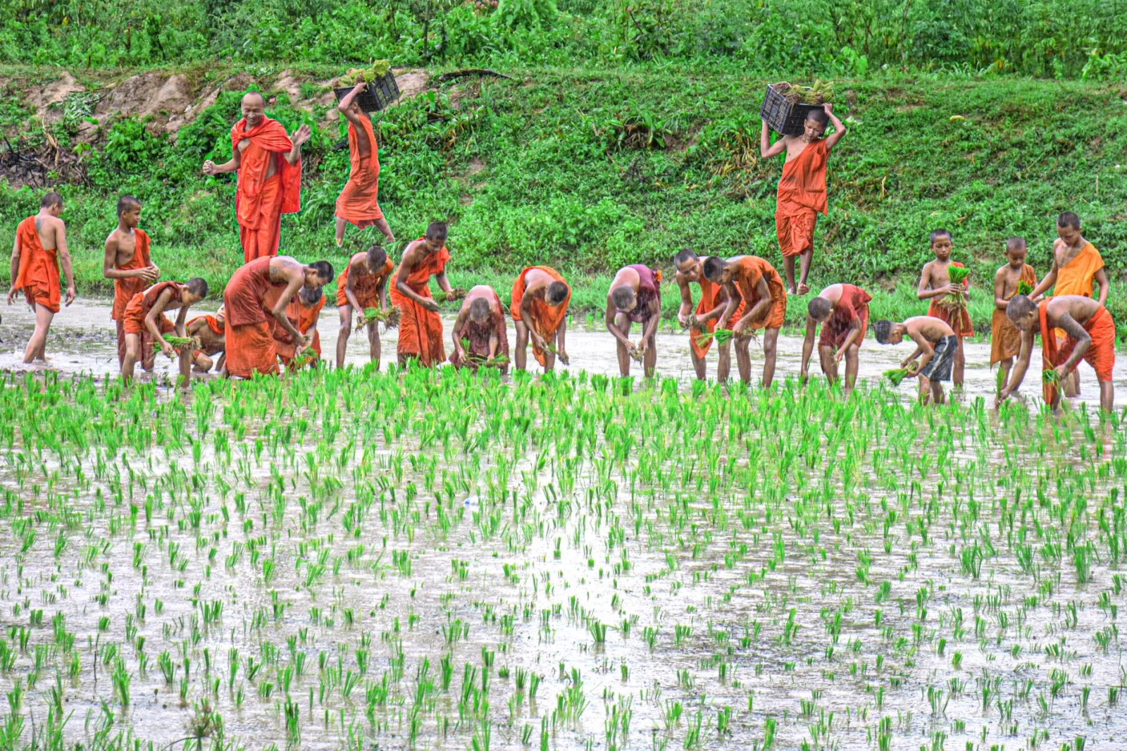 Buddhist monks tending rice fields in An Giang, Vietnam, highlighting tradition and teamwork.
