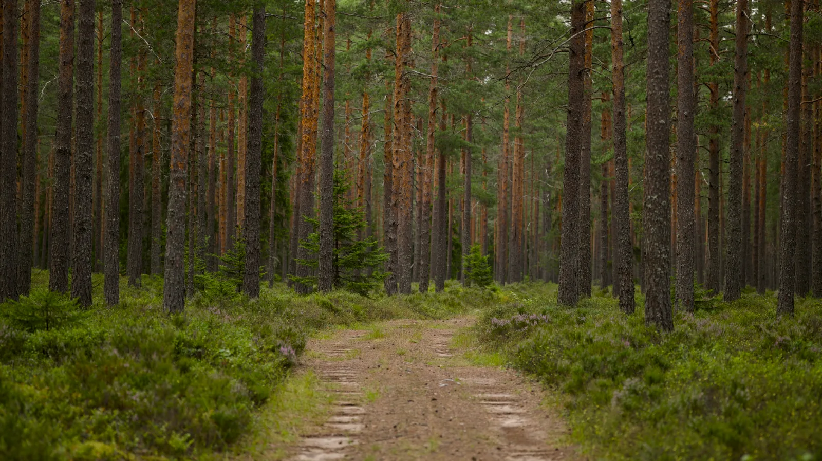 Peaceful forest trail surrounded by lush green pines in daylight.