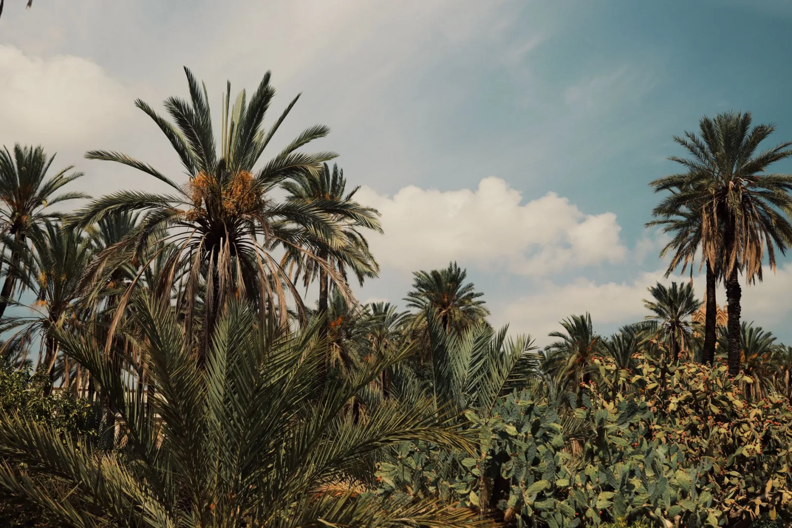 Explore the lush palm tree landscape in Palermo, Sicily, showcasing nature's beauty in a tropical setting.
