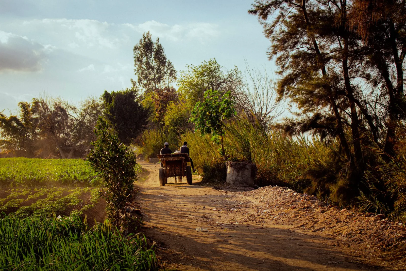 A serene village scene in Al Gharbiyah, Egypt, capturing a rural pathway and sunset beauty.