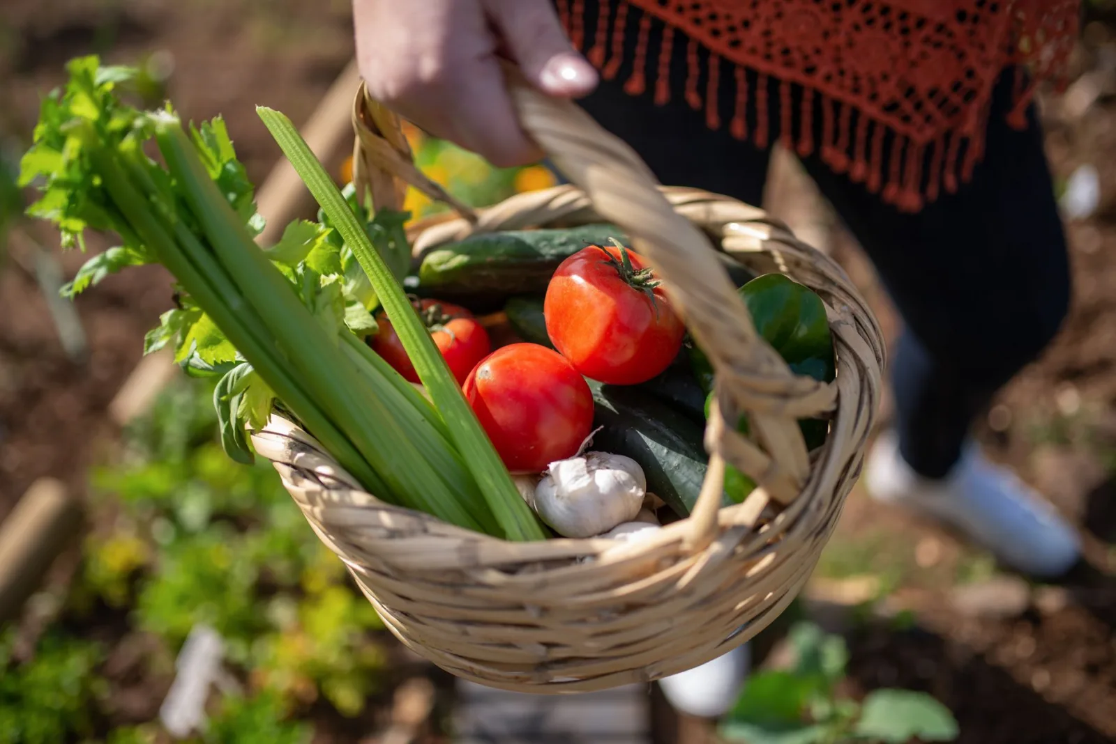 A close-up of fresh organic vegetables in a basket being held outdoors.