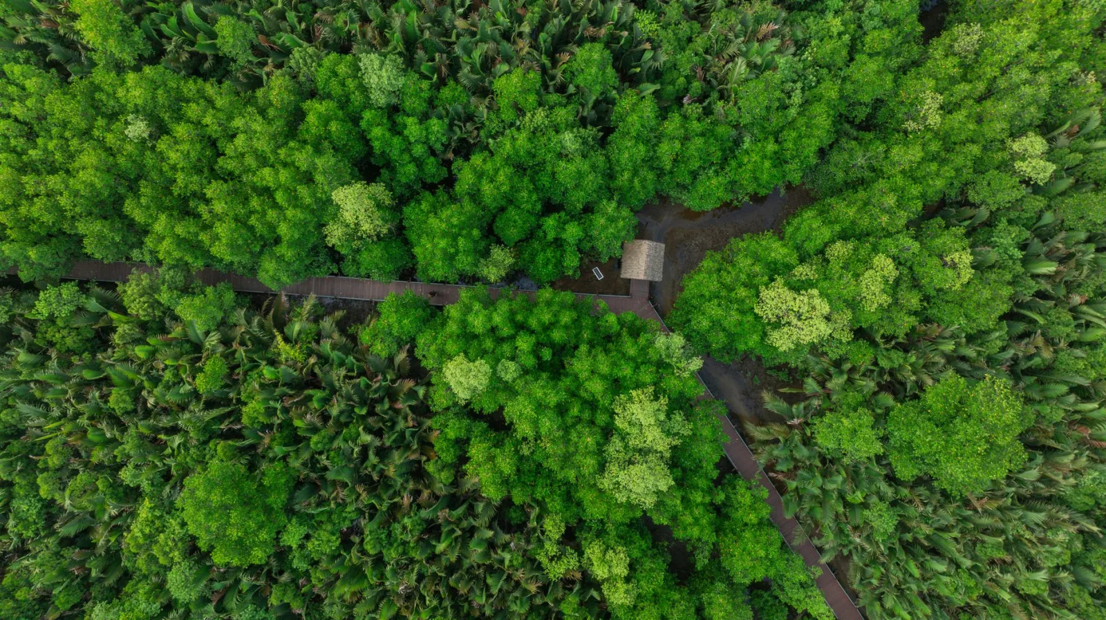 Stunning aerial shot of verdant mangrove forest with walkway in Terengganu, Malaysia.