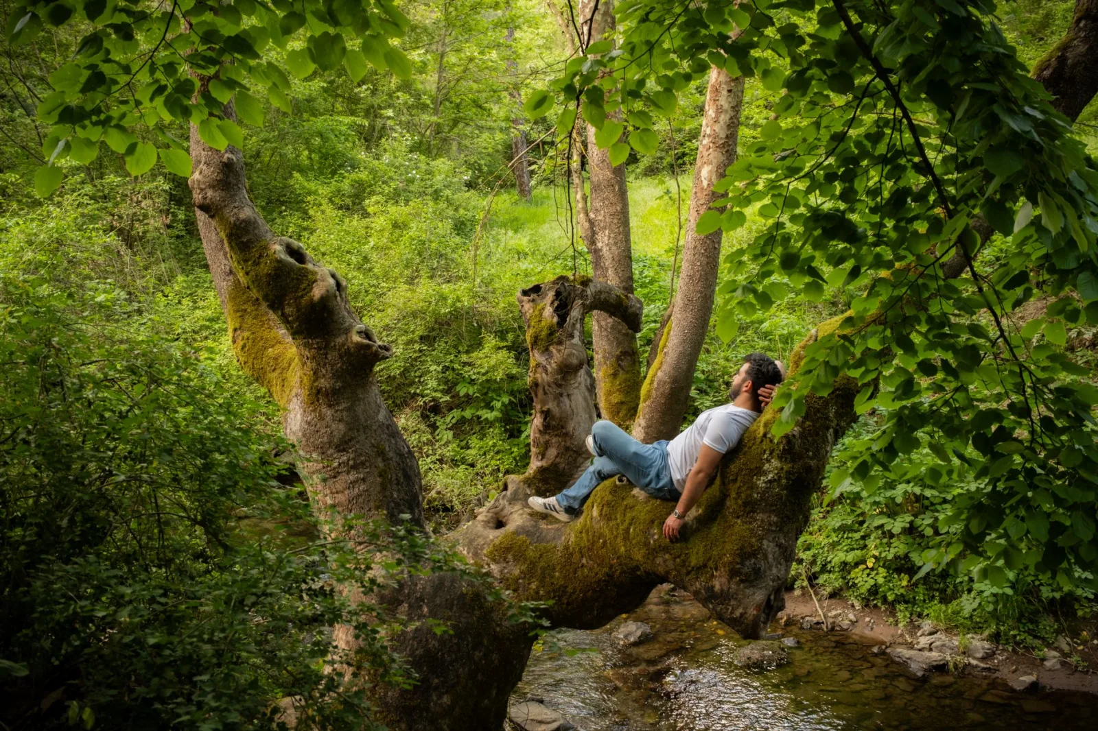 A man in casual clothes rests on a moss-covered tree in a vibrant green forest.
