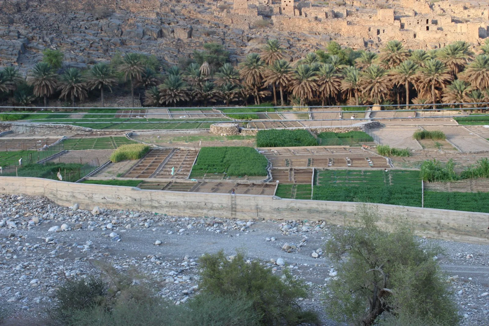 Terraced farmland with lush greenery and palm trees against an arid rocky backdrop in Oman.