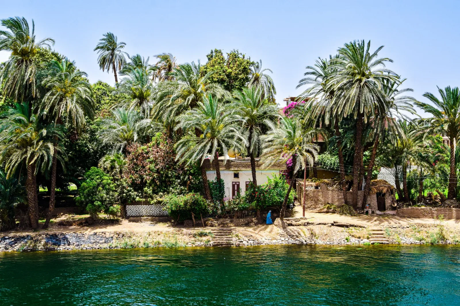 Scenic view of lush palm trees along the Nile Riverbank in Egypt, offering a tropical vibe.