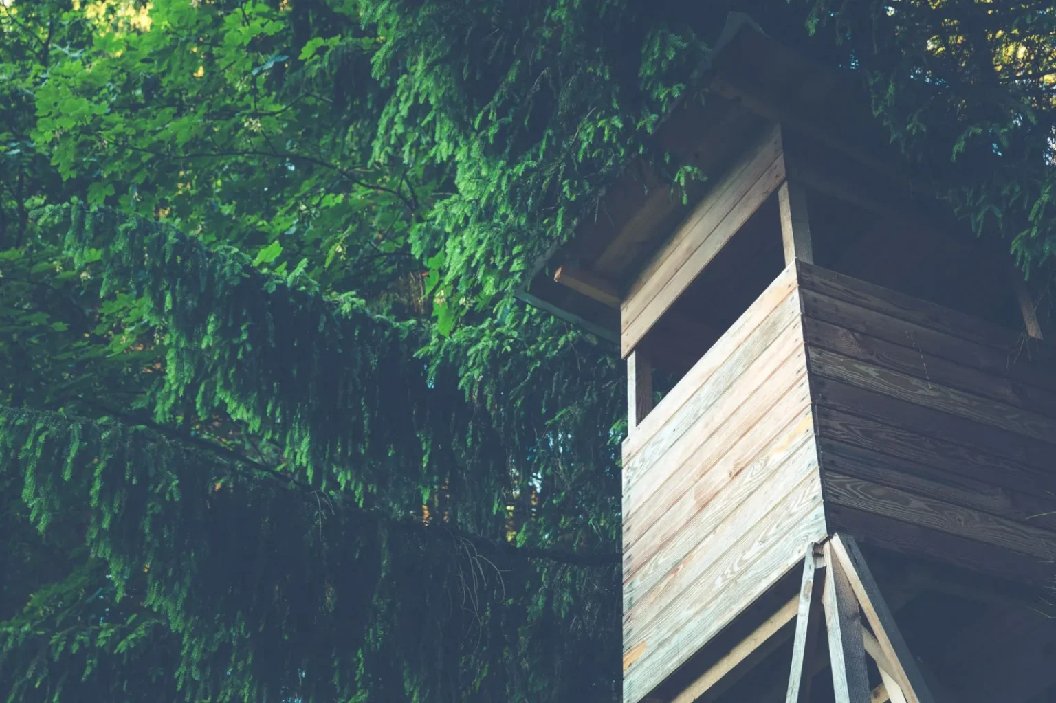 Wooden treehouse nestled among lush evergreen trees with natural light.