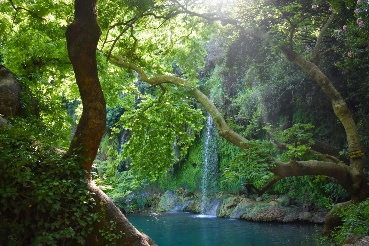 Tranquil waterfall cascading amidst lush green forest, embodying natural serenity and beauty.