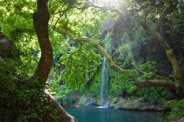 Tranquil waterfall cascading amidst lush green forest, embodying natural serenity and beauty.