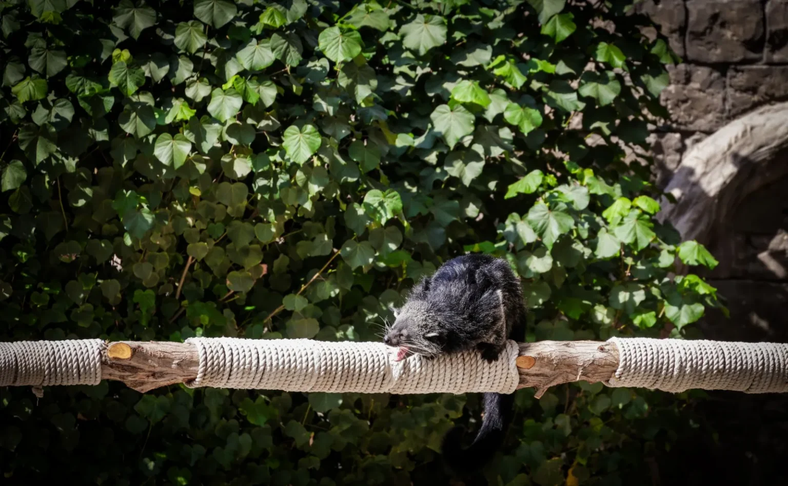A binturong relaxes on a rope bridge in a lush outdoor environment at a zoo.