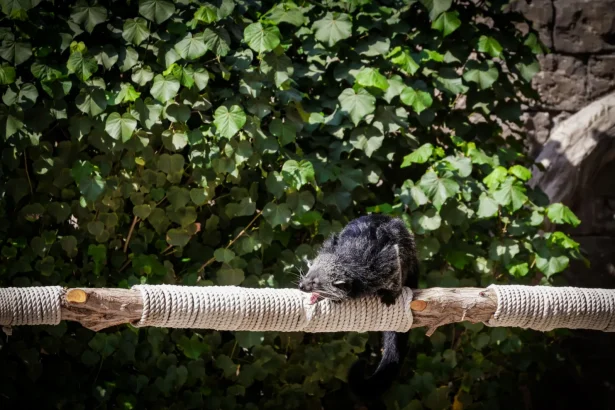 A binturong relaxes on a rope bridge in a lush outdoor environment at a zoo.