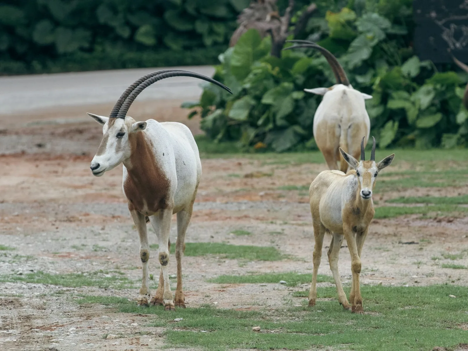 A mother Scimitar-horned Oryx with her young, grazes in a lush outdoor setting.
