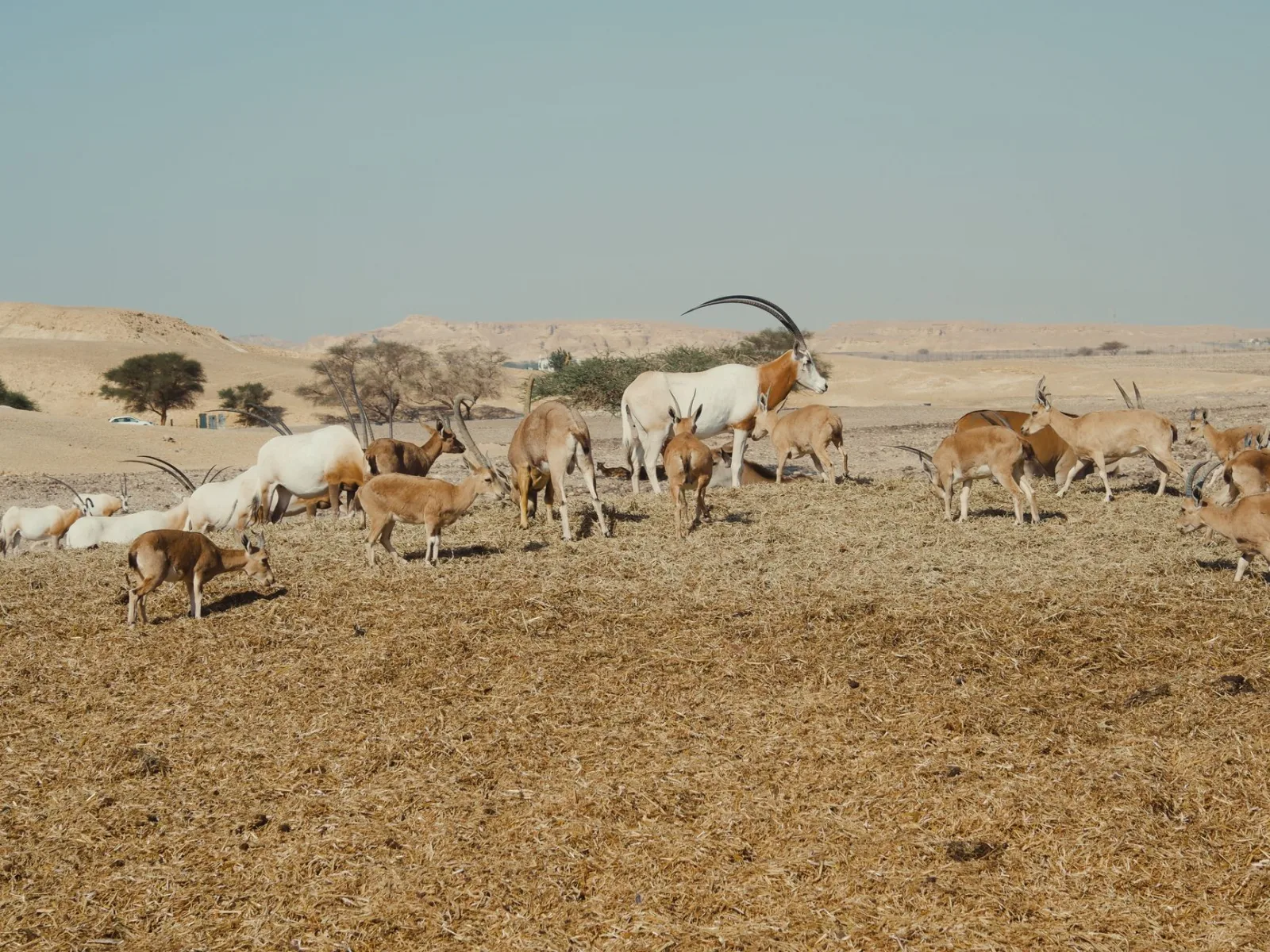 Group of oryx antelopes grazing in a sunlit desert landscape, showcasing wildlife in nature.