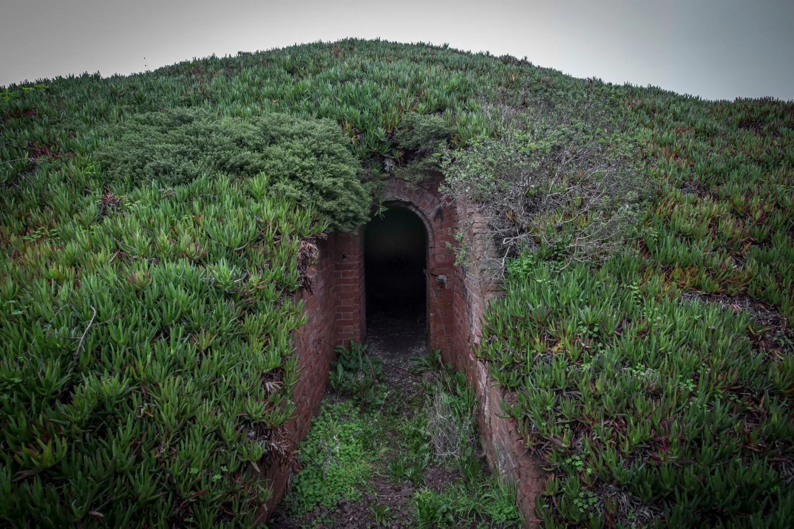 Explore a hidden entrance surrounded by lush greenery and mystery.