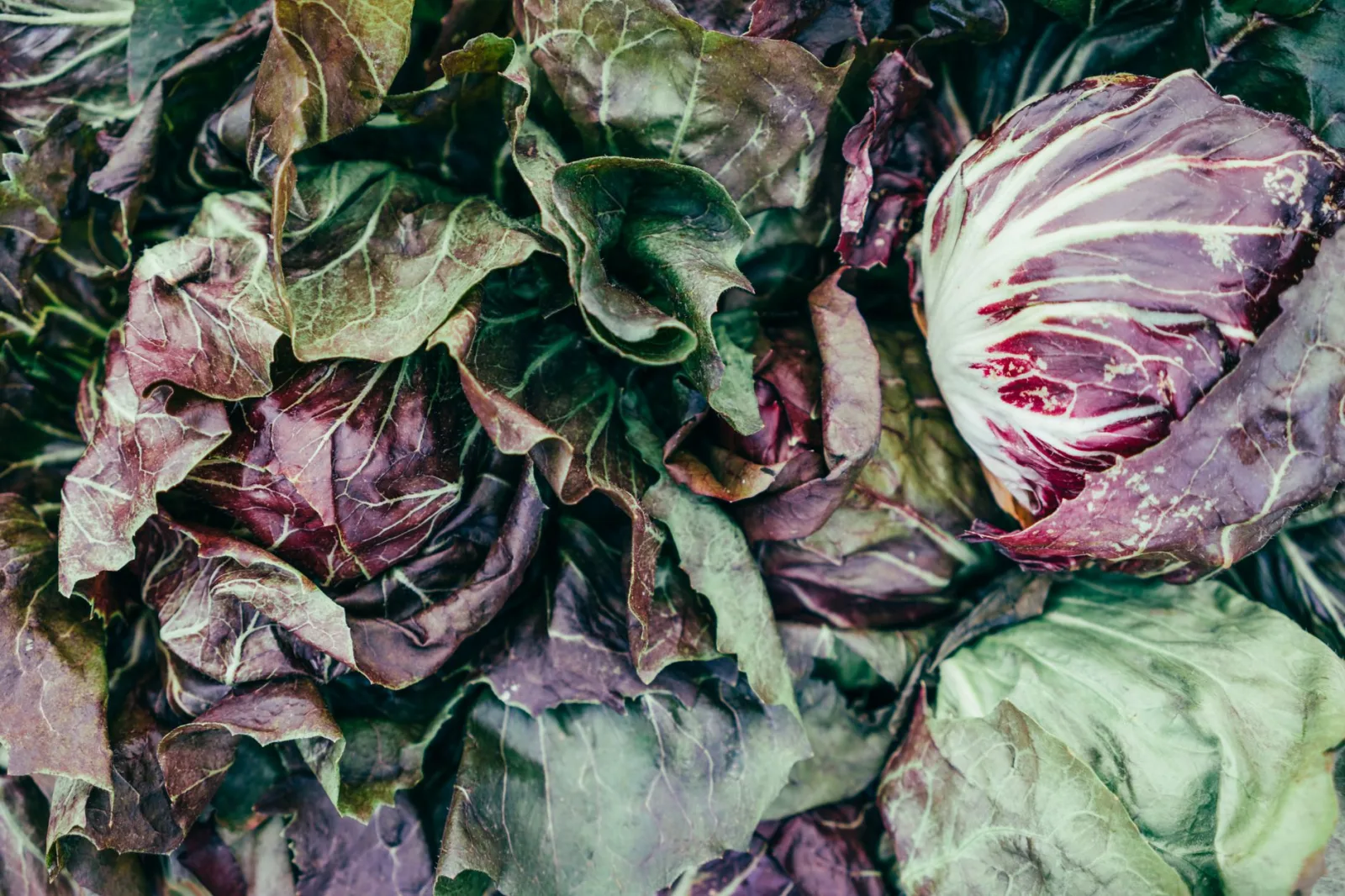 Vibrant radicchio leaves showcasing freshness and organic gardening.