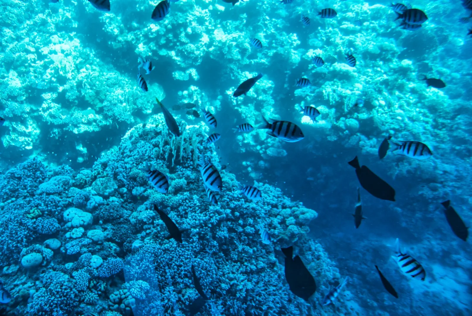 Explore the vibrant coral reef teeming with diverse fish species in the clear waters of Egypt.