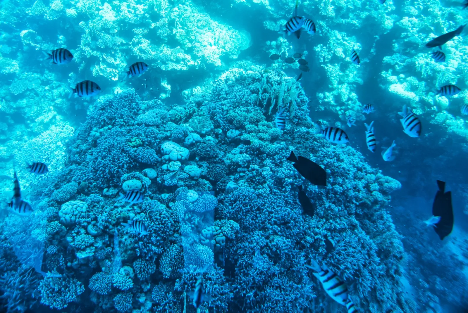 Explore the colorful marine life and rich biodiversity of a coral reef in Egypt.