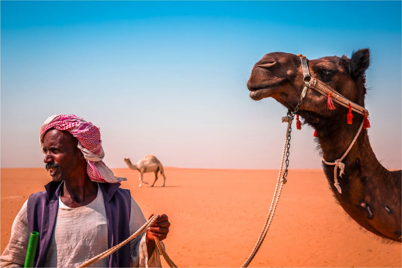 A nomad with camels in the arid Kuwaiti desert under a clear blue sky.