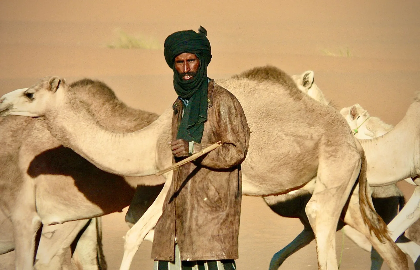 A Tuareg man in traditional attire leads a camel caravan across the Mauritanian desert under the bright sun.