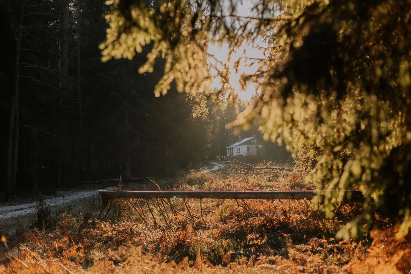 A calm autumn scene of sunlight streaming through trees in a forest with a cabin in the distance.