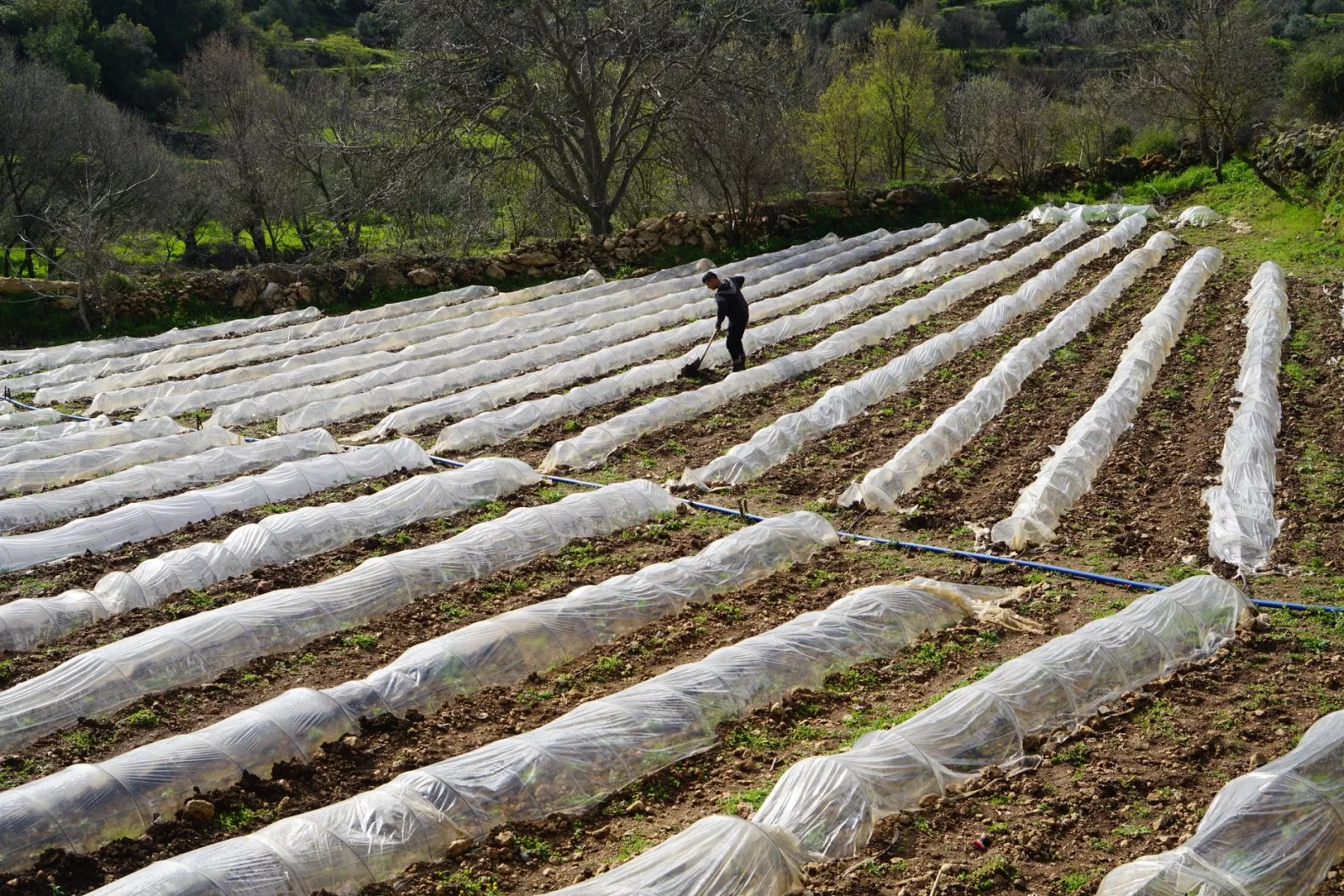 A farmer tending to crops under plastic covers on a sunny day in a rural setting.