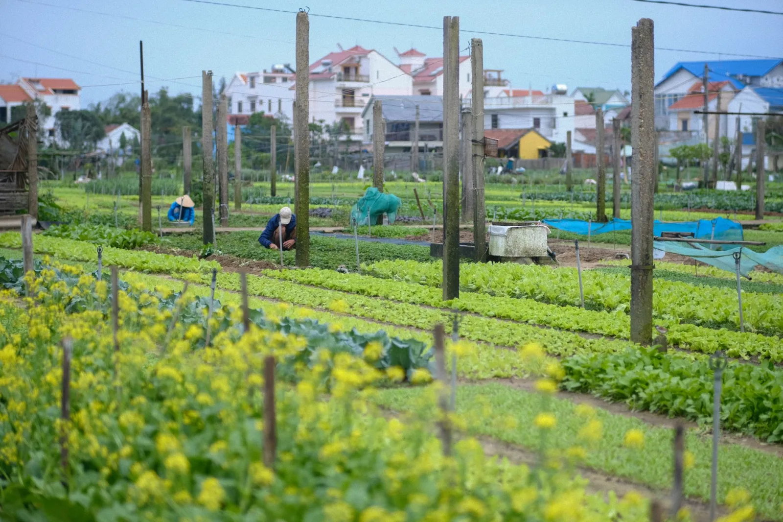 Bustling vegetable farm in Da Nang, Vietnam featuring vibrant greens and local farmer working.