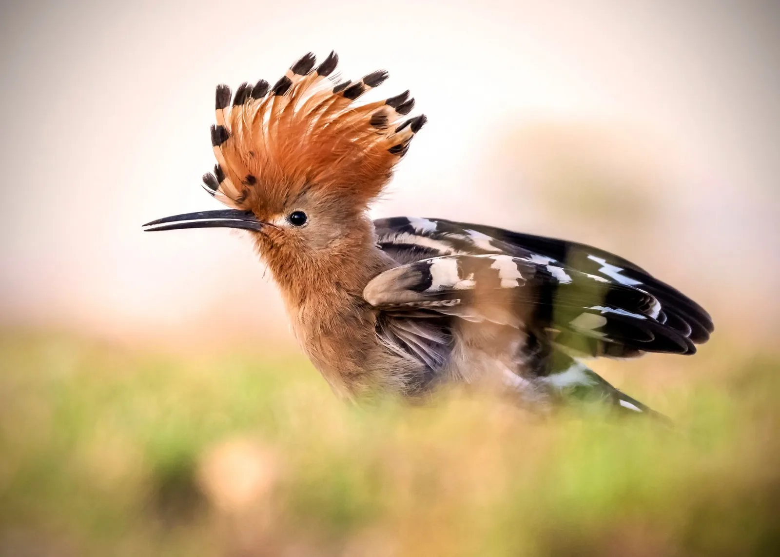 Stunning close-up of a Eurasian Hoopoe displaying its crest feathers in Cairo, Egypt.