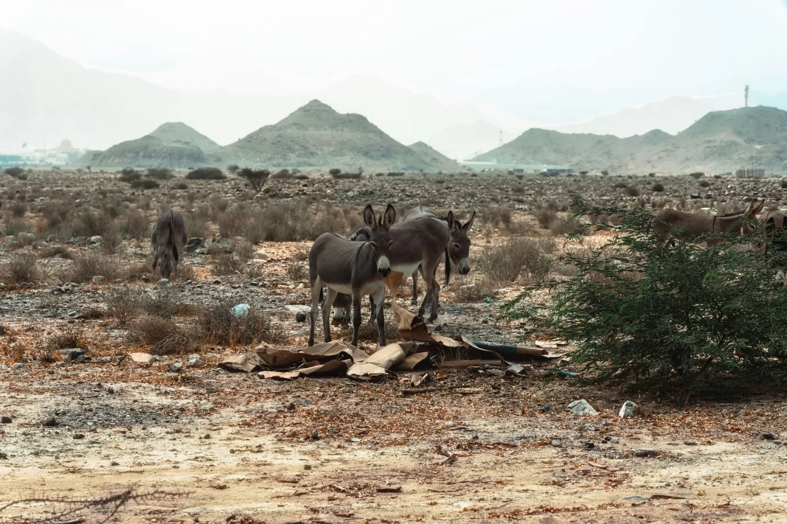 A group of wild donkeys wandering in the desert landscape of Fujairah, UAE.