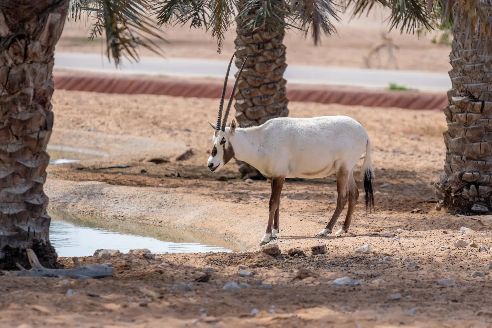 A majestic Arabian oryx standing among palm trees in the desert of Dubai, United Arab Emirates.